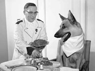 Rin-Tin-Tin